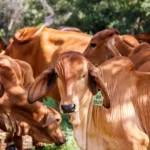 La carne entre la política y la economía: Ganaderos estadounidenses bajo la lupa de la negociación de precios con Trump