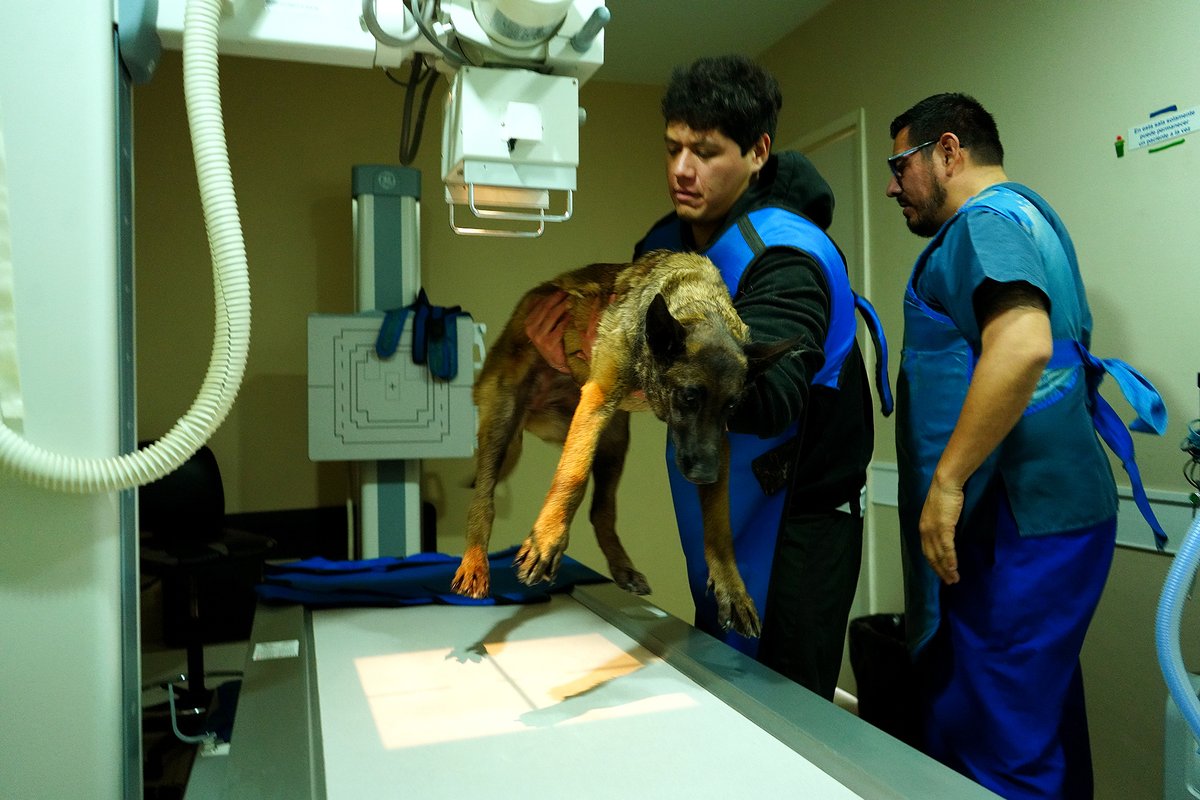 Pese a las carencias, Hospital Veterinario de la CDMX atiende todas las consultas